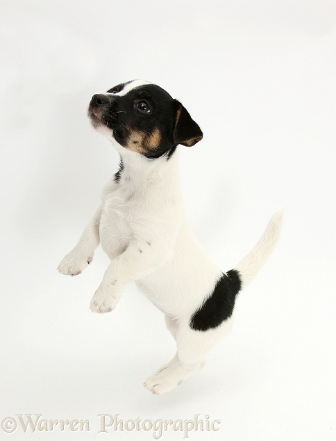 Jack Russell Terrier pup, Rubie, 9 weeks old, jumping up, white background