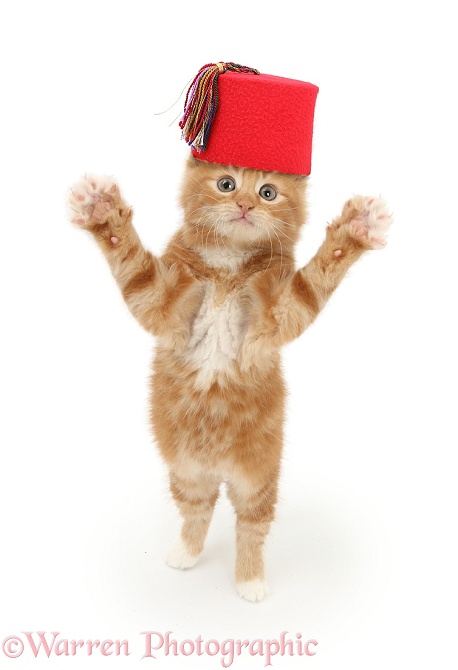 Ginger kitten, Butch, 7 weeks old, wearing a red Fez and reaching out... "Just like that", white background
