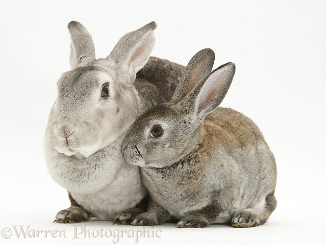 Rex rabbit Mother and young rabbit, white background