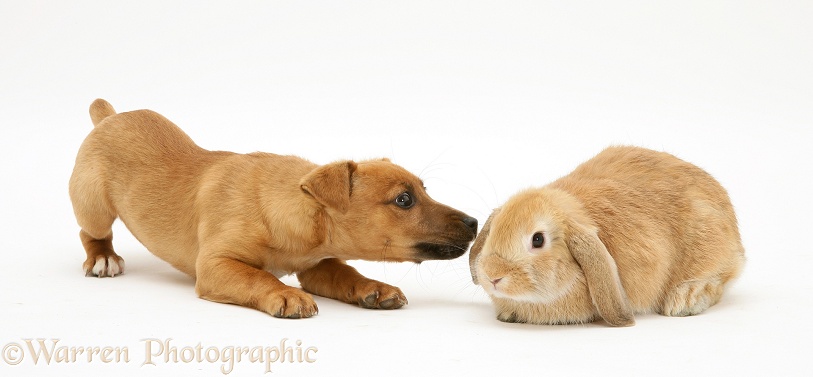 Jack Russell Terrier x Chihuahua puppy with Sandy Lop rabbit, white background