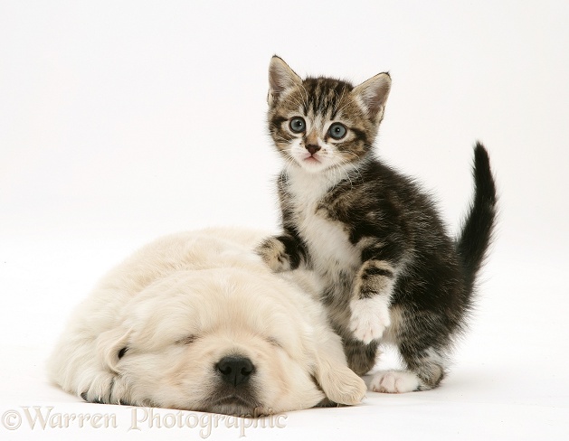 Tabby kitten with paw up on sleeping Golden Retriever pup, white background
