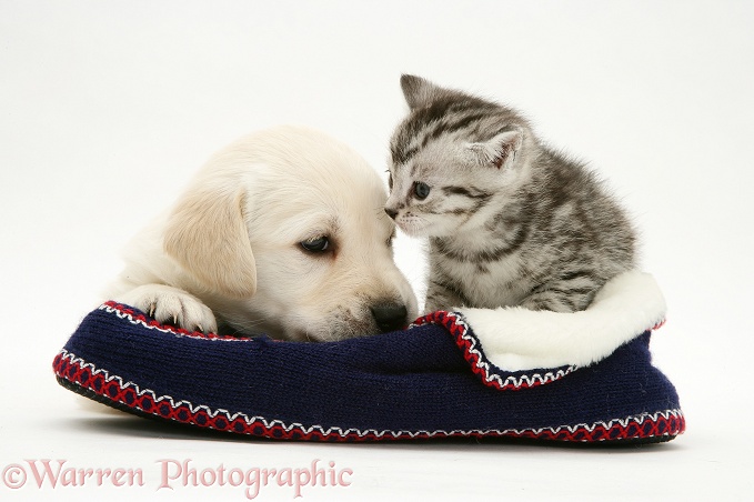 Yellow Goldador pup and tabby kitten in a knitted slipper, white background