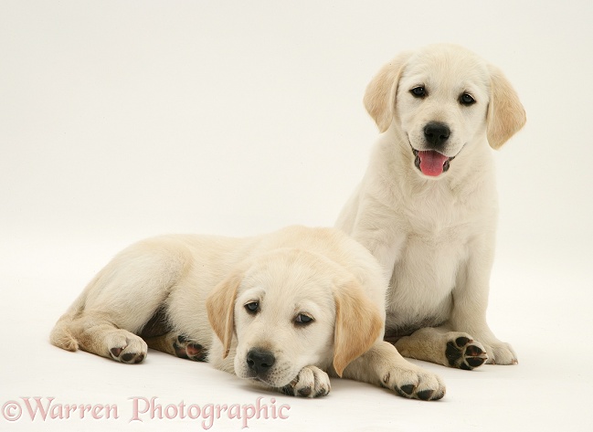 Yellow Goldador Retriever puppies, white background