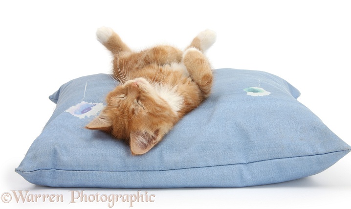 Ginger kitten, Butch, 8 weeks old, sleeping upside down on a cushion, white background