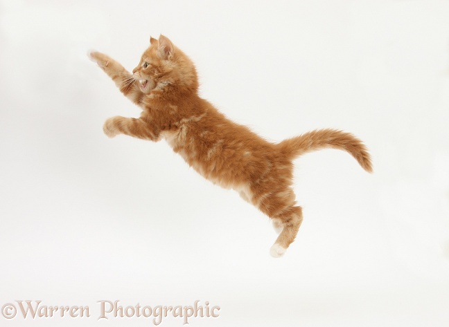 Ginger kitten, Butch, 8 weeks old, leaping, white background