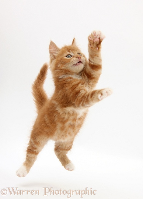Ginger kitten, Butch, 8 weeks old, leaping, white background