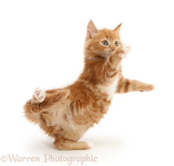 Ginger kitten, Butch, 8 weeks old, dancing, white background