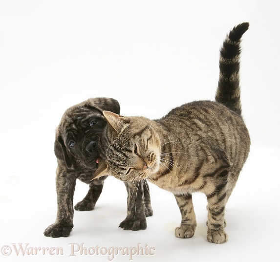 Brindle English Mastiff pup with tabby cat, white background