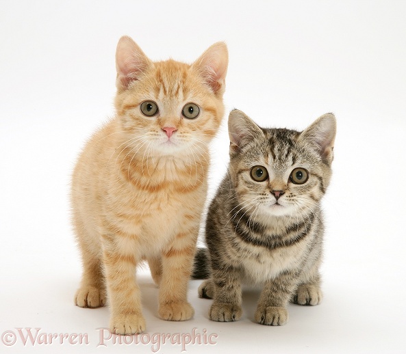 Cream and brown spotted kittens, white background