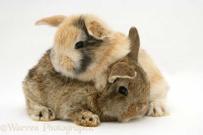 Baby sandy and agouti Lop rabbits, white background