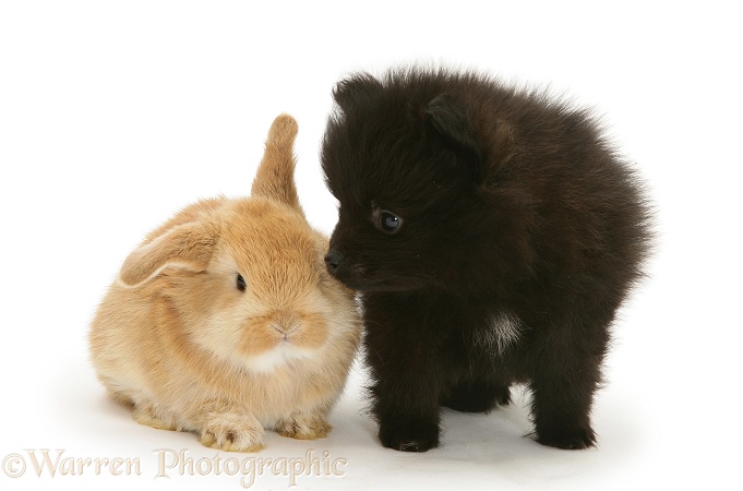 Black Pomeranian pup and Sandy baby rabbit, white background