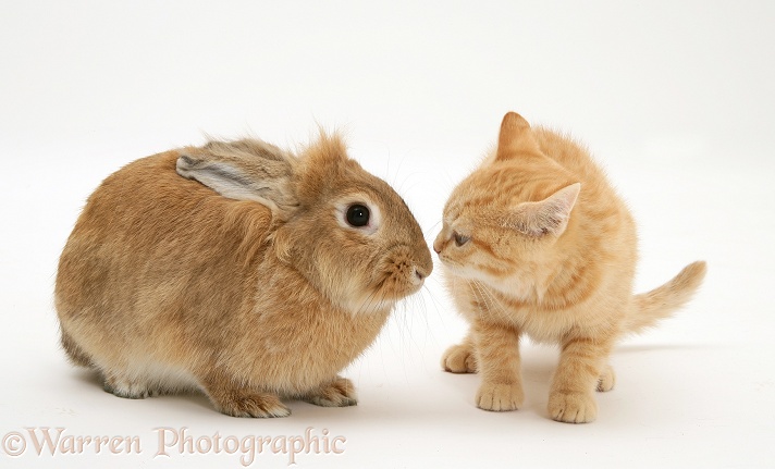 Ginger kitten with young sandy Lionhead-cross rabbit, white background