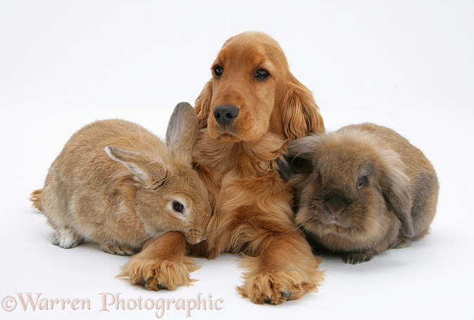 Red/Golden English Cocker Spaniel, 5 months old, with two rabbits, white background