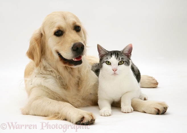 Silver-and-white cat, Clover, with Golden Retriever bitch, Lola, white background