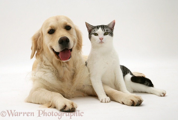 Silver-and-white cat, Clover, with Golden Retriever bitch, Lola, white background