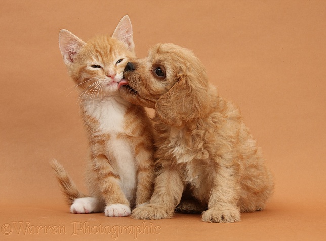 Ginger kitten, Tom, 9 weeks old, and Cavapoo pup on brown background
