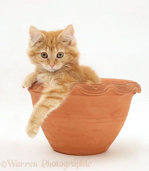 Ginger Maine Coon kitten in a flowerpot, white background