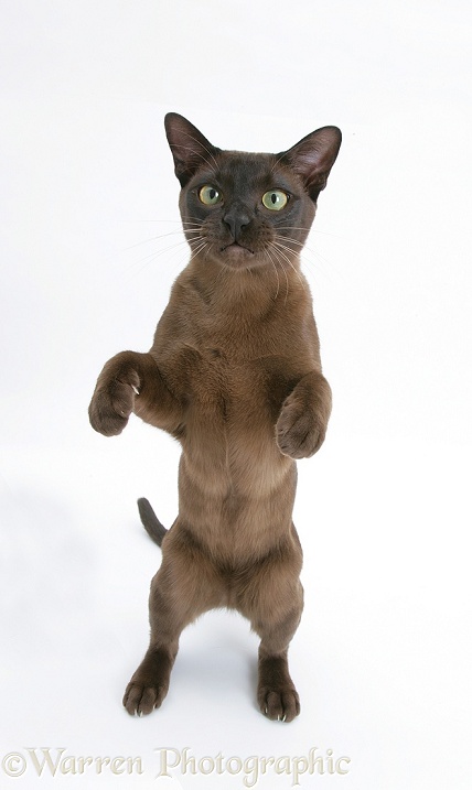 Burmese male cat, Murray, 9 months old, standing up, white background
