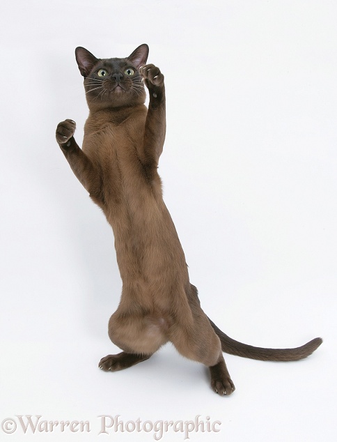 Burmese male cat, Murray, 9 months old, standing up and reaching out, white background