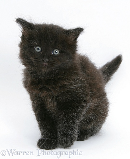 Black kitten sitting, white background