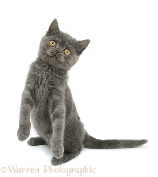 Grey kitten standing on haunches, white background