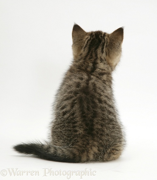 Tabby kitten, back view, white background