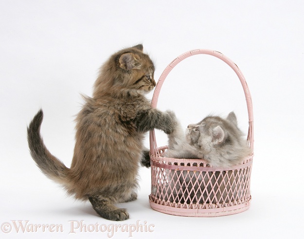 Maine Coon kittens, 7 weeks old, playing with a basket, white background