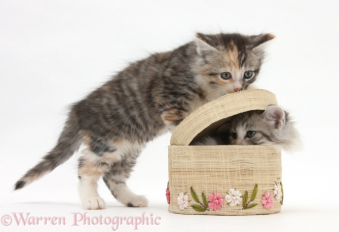 Maine Coon-cross kittens, 7 weeks old, playing with a basket, white background