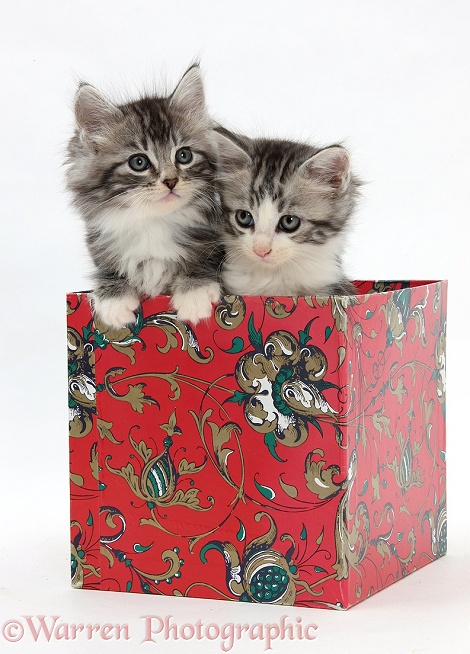 Maine Coon-cross kittens, 7 weeks old, in a box, white background