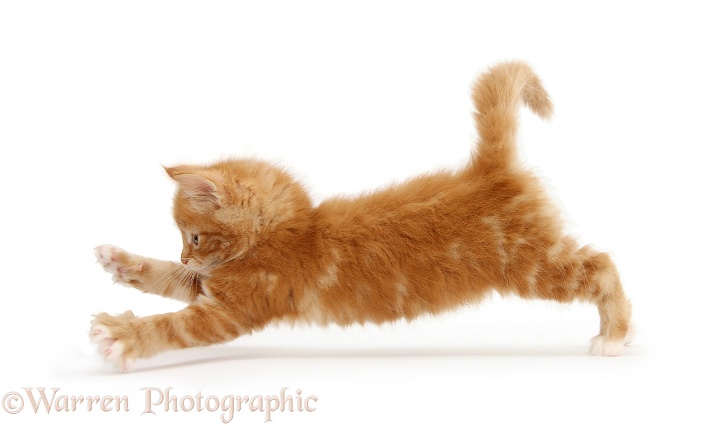 Ginger kitten, Butch, 7 weeks old, taking a flying leap, white background