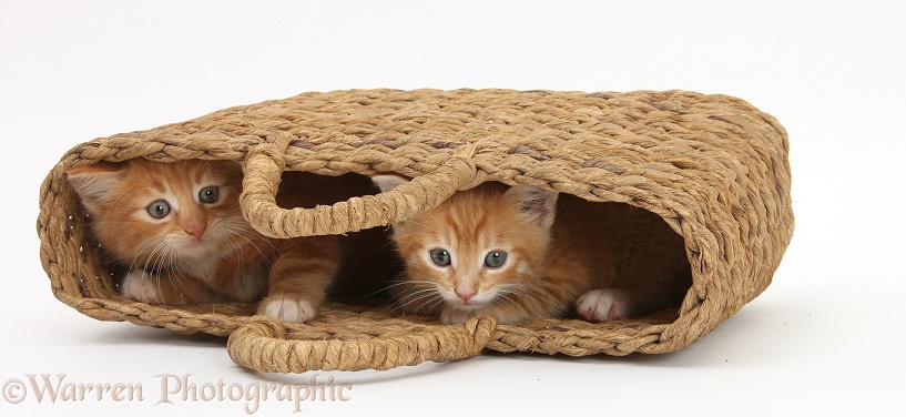 Shy ginger kittens, Butch and Tom, 7 weeks old, peeping out of raffia handbag, white background