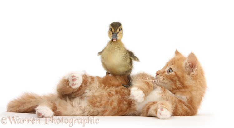 Ginger kitten, Butch, 8 weeks old, and Mallard duckling, white background