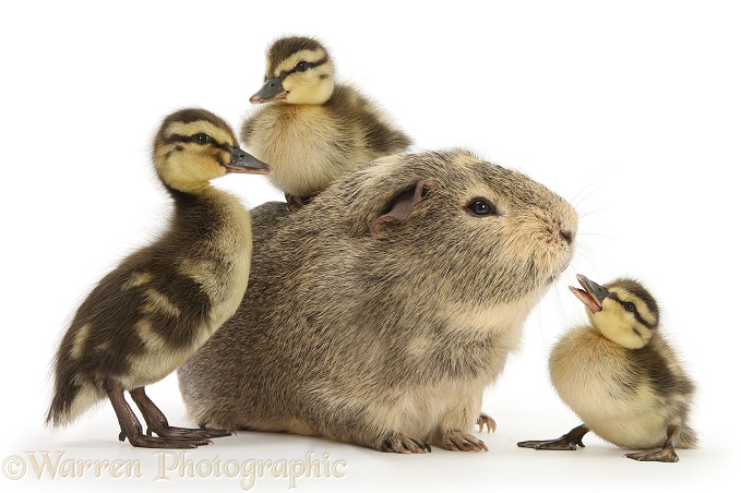Guinea pig and three Mallard ducklings, white background