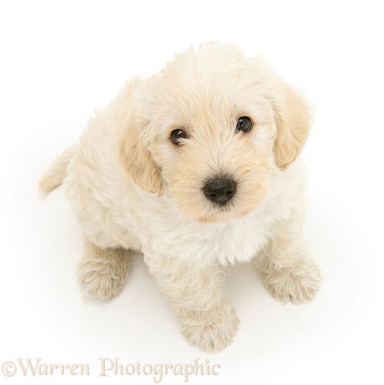 Woodle (West Highland White Terrier x Poodle) pup looking up, white background