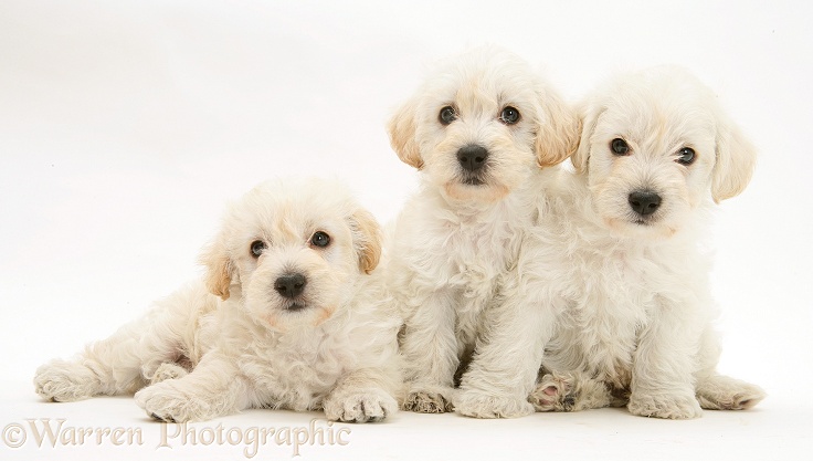 Three Woodle (West Highland White Terrier x Poodle) pups, white background