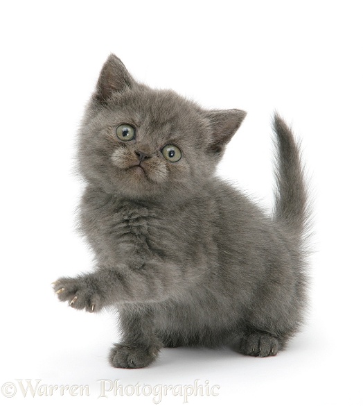 Grey kitten with paw up, white background
