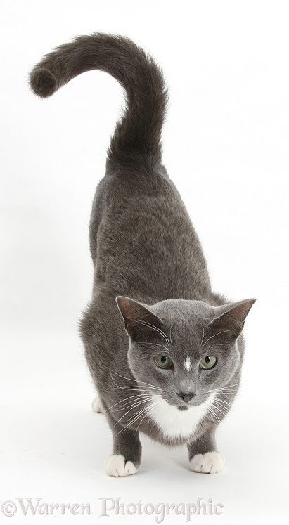 Blue-and-white Burmese-cross cat, Levi, crouching with bottom up, white background