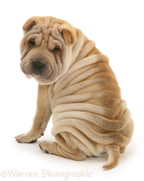 Shar-pei puppy, Beanie, looking over his shoulder, white background