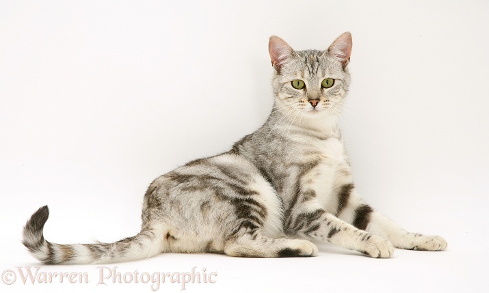 Young silver tabby cat, Joan, lying with head up, white background