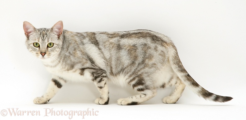 Young silver tabby cat, Joan, walking furtively along, white background