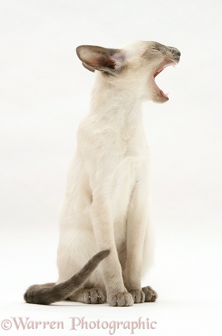 Blue-point Siamese cat yawning, white background