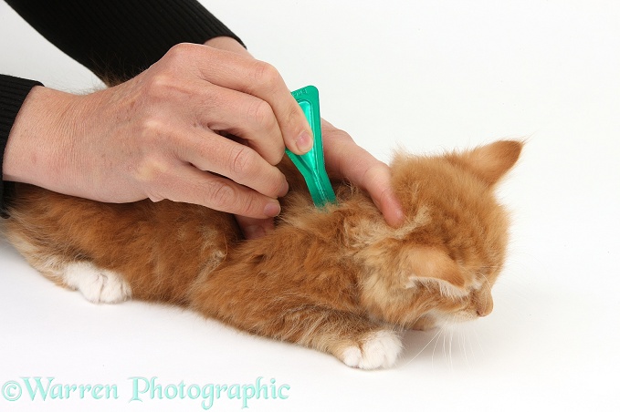 Applying spot-on flea treatment to ginger kitten, Butch, 8 weeks old, white background