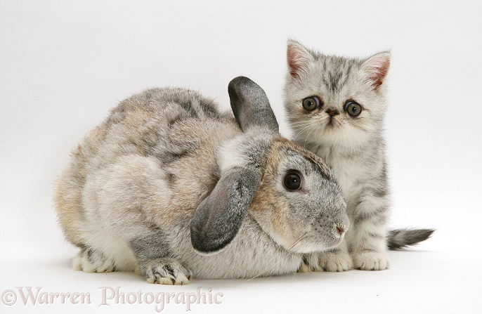 Silver Exotic kitten, 9 weeks old, with Silver Lop rabbit, white background