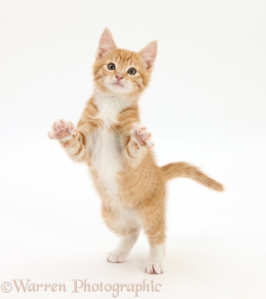 Ginger kitten, Tom, 10 weeks old, standing up and reaching out, white background