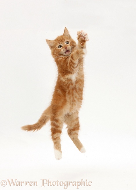 Ginger kitten, Butch, 10 weeks old, leaping up, white background