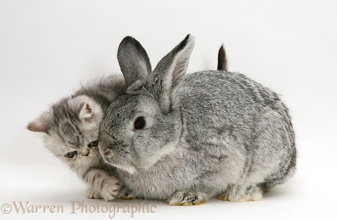 Silver Exotic kitten with silver Lop rabbit, white background