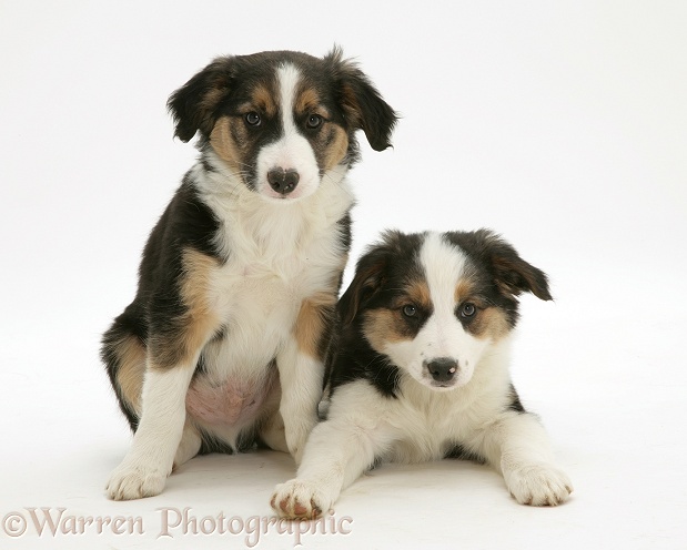 Tricolour Border Collie pups, brothers, white background