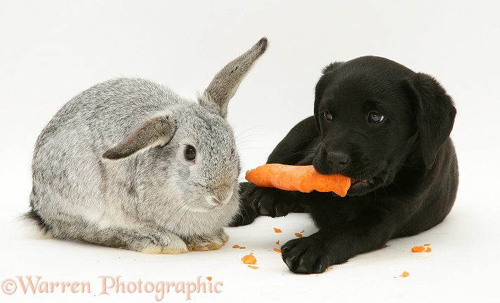 Black Labrador Retriever pup has stolen the silver Lop rabbit's carrot, white background