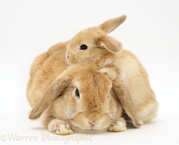 Sandy Lop doe rabbit and baby, white background