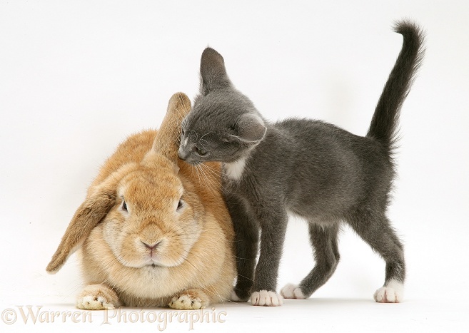 Blue-and-white Burmese-cross kitten Levi with Sandy Lop rabbit, white background